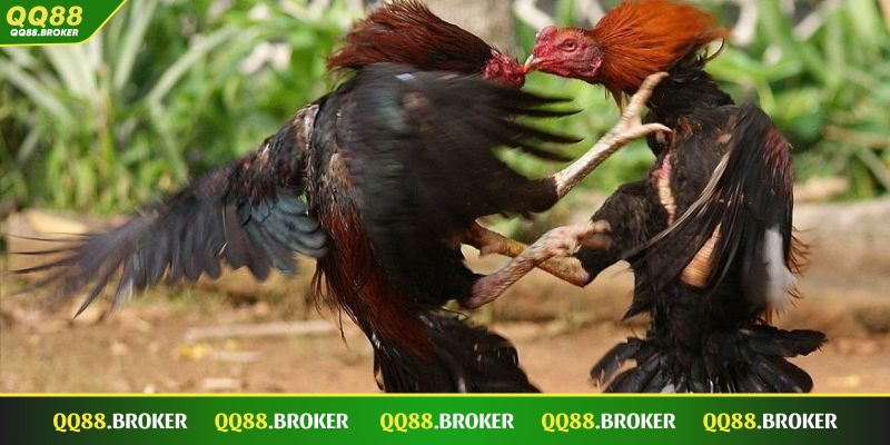Đưa ra loại cược phù hợp với bản thân