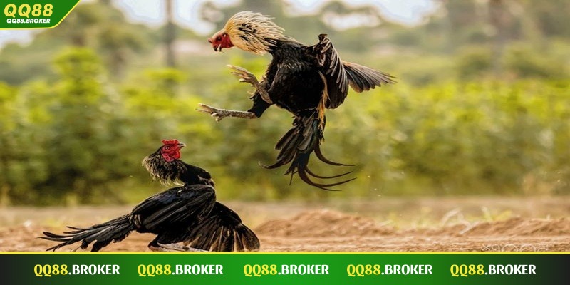 Đá gà C1 là một hình thức nổi bật nhất tại QQ88