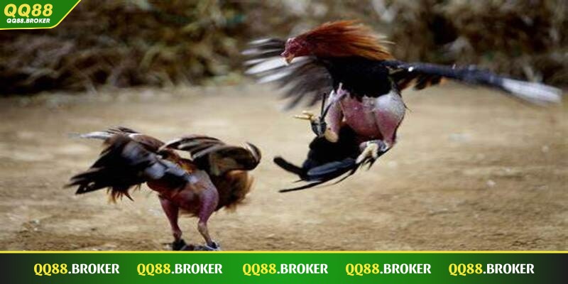 Khi thi đấu đá gà đòn, kê sẽ được kiểm tra thể trạng