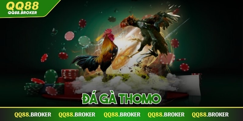 đá gà Thomo