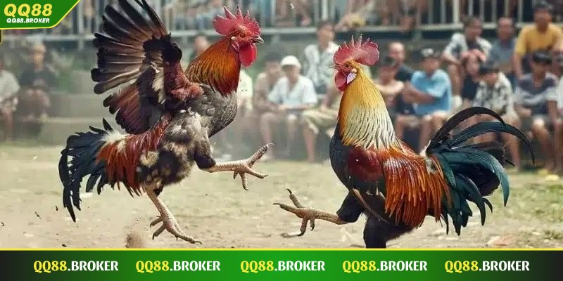 Đá gà Thomo QQ88 - Sự lựa chọn sáng suốt trong giới chọi gà