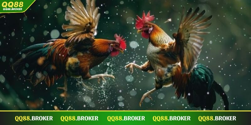 Trận đấu diễn ra trong 15 phút